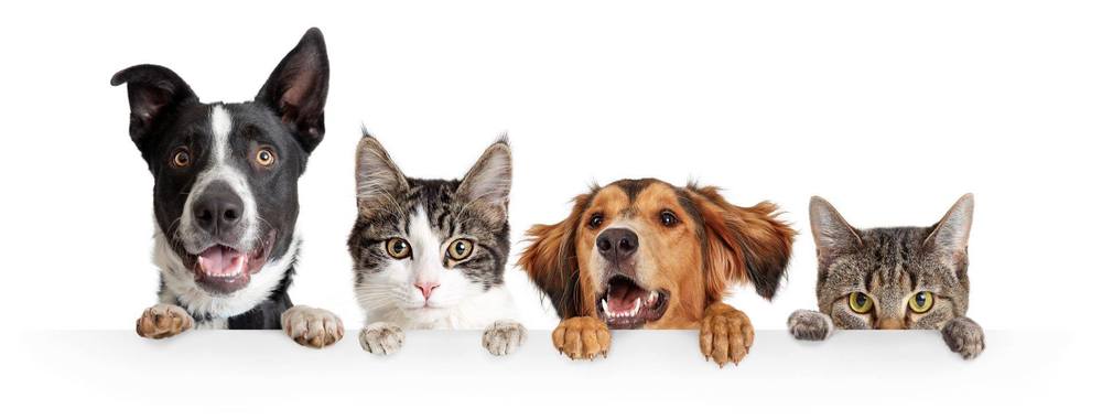 Pets